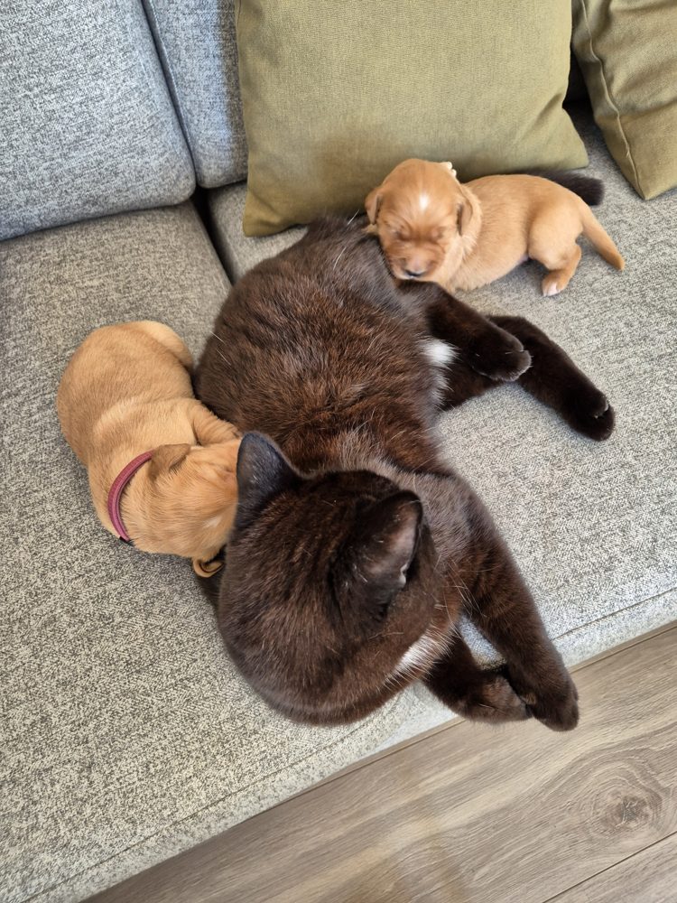 To små hvalpe sover træt op ad familiens sorte kat i sofaen