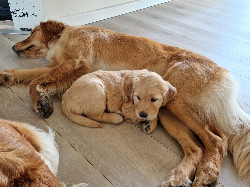 En hvalp ligger krummet sammen op ad en voksen golden retriever