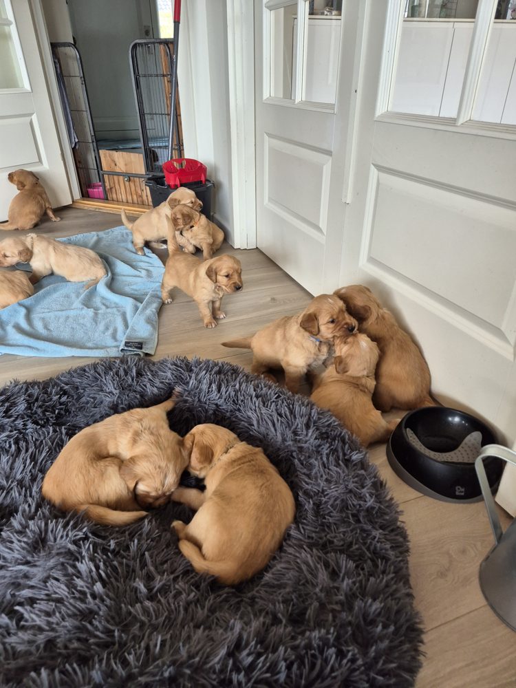 Hvalpene leger og sover i entréen