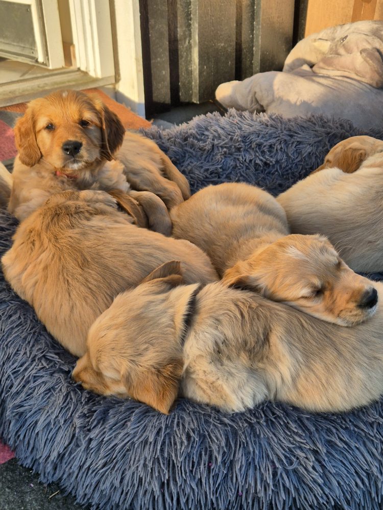 Hvalpe sover i solen på en blød hundeseng