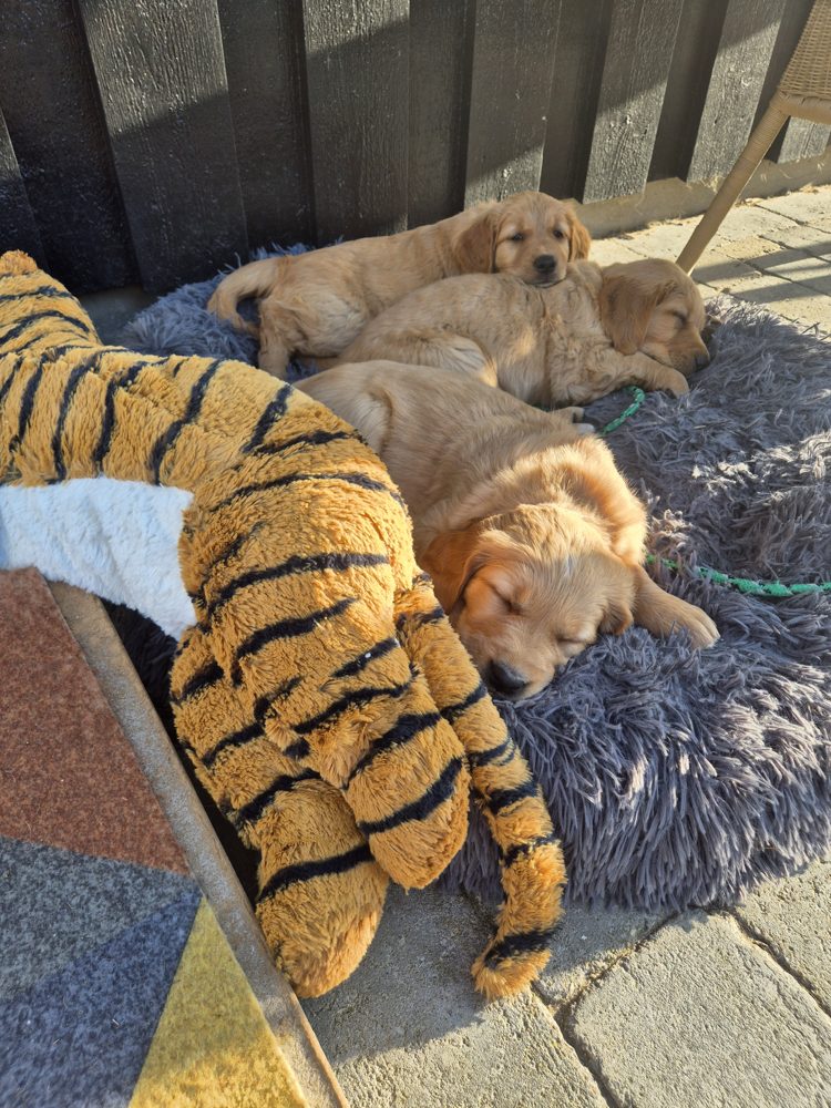 Tre hvalpe sover ved siden af en stor tigerbamse
