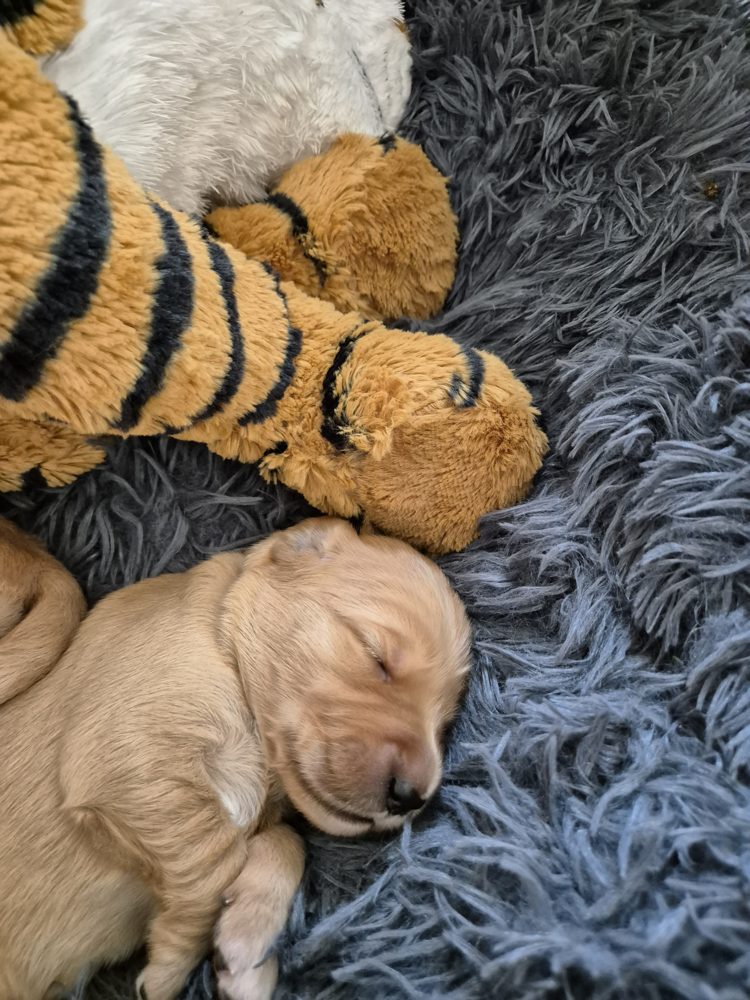 En lille hvalp sover ved siden af en tigerbamse