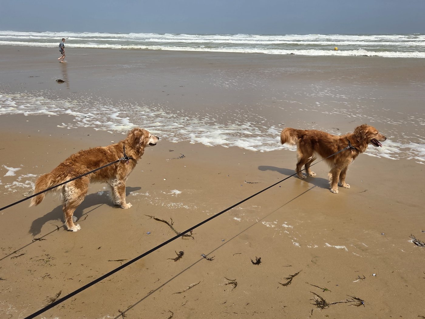 Hollie og Frit i snor på stranden på Rømø